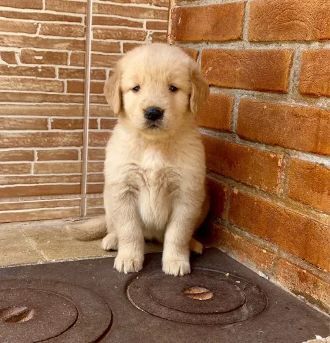 Golden Retriever filhotes lindo