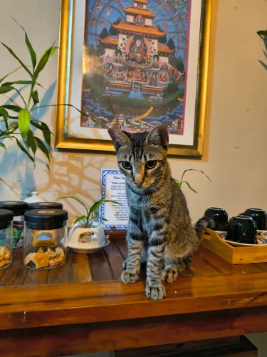 Adoção responsável (doação de gatinhos)