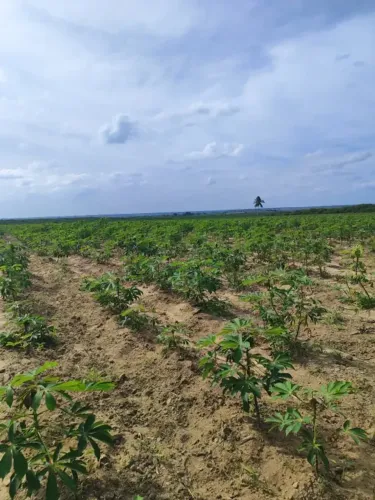 Fazenda com 80 hectares na região de Macaíba próximo a Vera cruz
