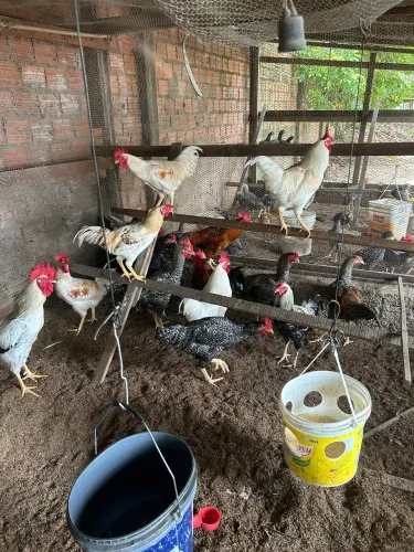 Frango caipira
