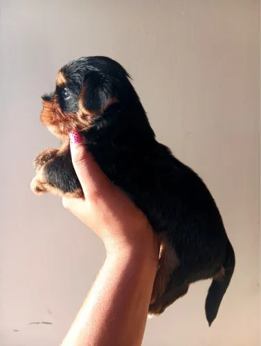 Cachorro Yorkshire
