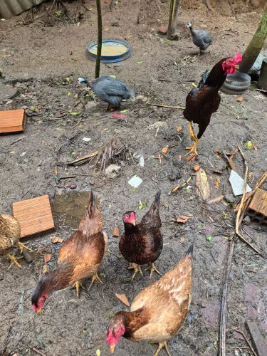 Vendas de galinha caipira e angolista 