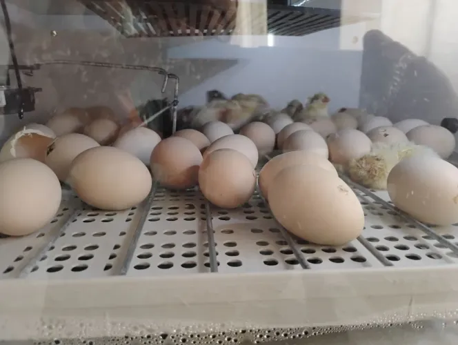 Vendo pintinhos caipirão 5 a unidade