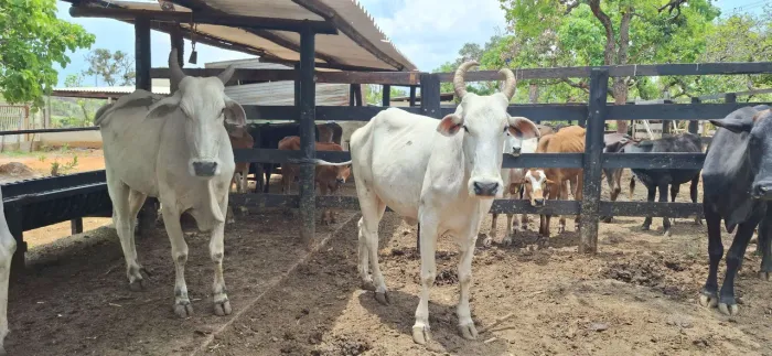 VACAS NELORE