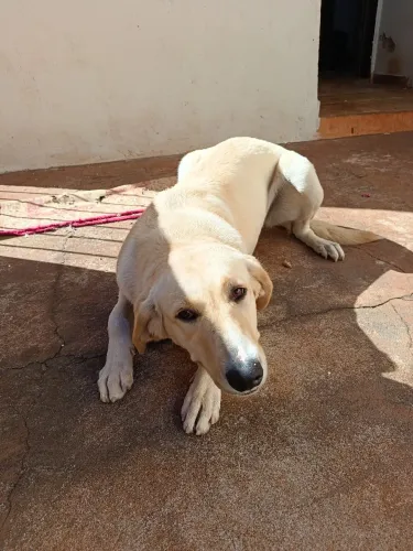 Doação cachorra fêmea labradora 