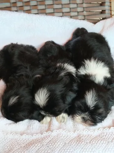 Shihtzu pretos (macho/ fêmea)