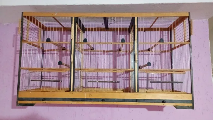 Gaiola voador parceria