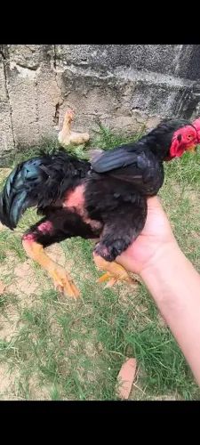 Galo miniatura, ko-shamo