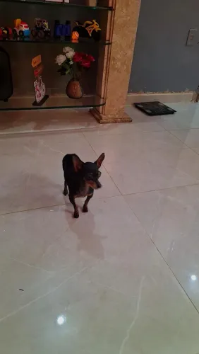 Pincher 0 micro adulta