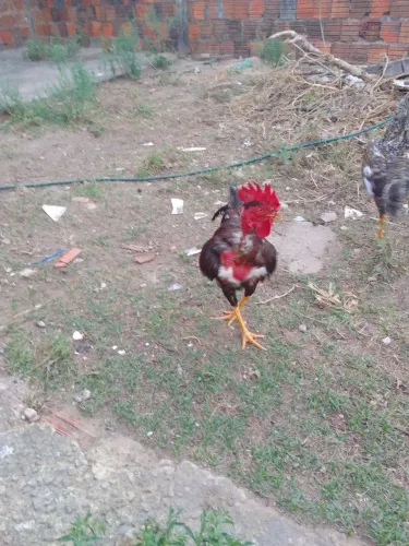 Galos gordos frango a partir de 45$