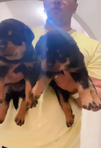 Rottweiler 