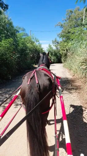 Cavalo engatado