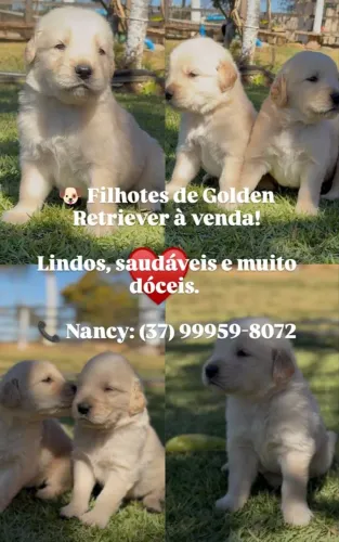 Filhotes de Golden Retriever