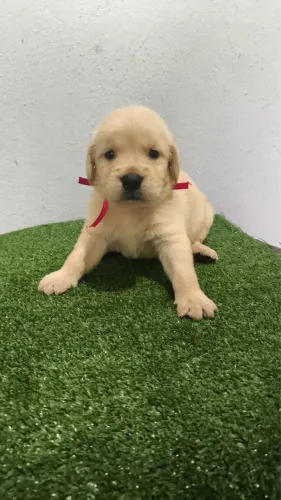 Golden Retriever - porte médio/grande e perfil familiar