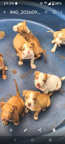 Filhotes de pitbull disponível