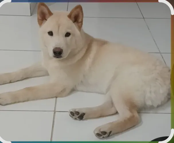 Vende-se cachorro Shiba