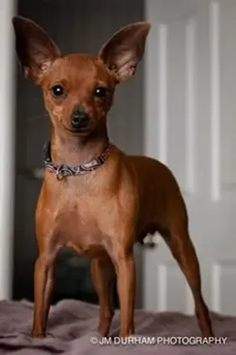 Pinscher