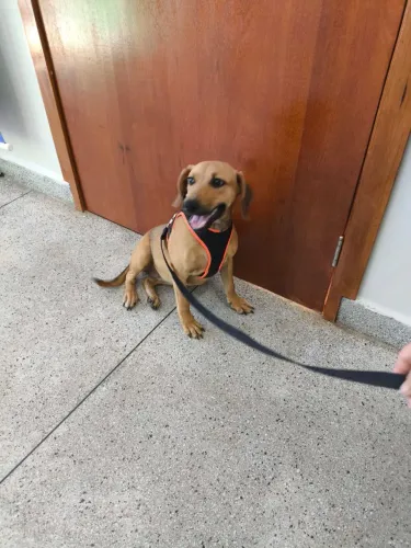  Fêmea pequena 
