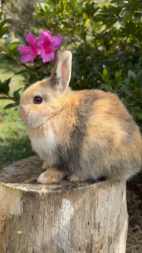 Coelho Netherland Dwarf padrão Pet