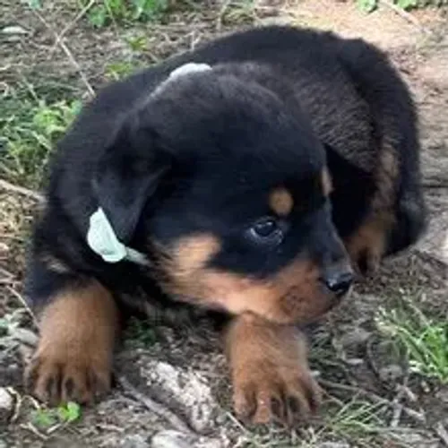 Rottweiler | O amor chega rapidinho