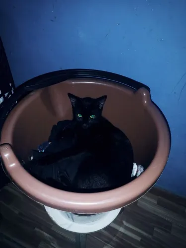 Doação de gato preto