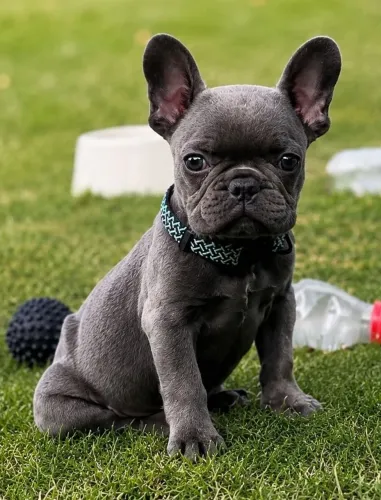 Bulldog francês 