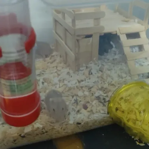 Filhote de Hamster
