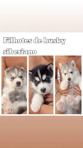 Husky siberiano