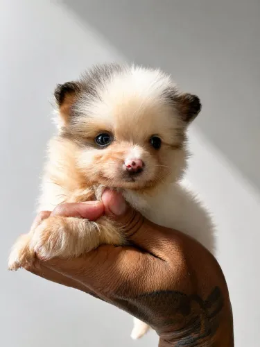 Lulu da pomerania 