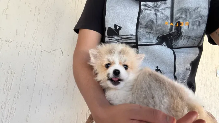 Spitz alemão