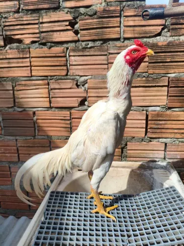Galo carioca