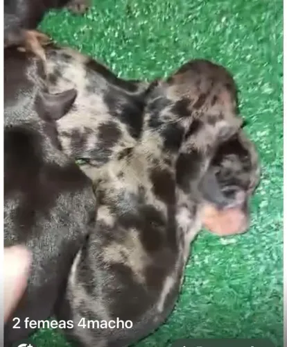 Basset teckel companheiros