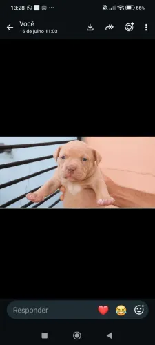 Pitmonster