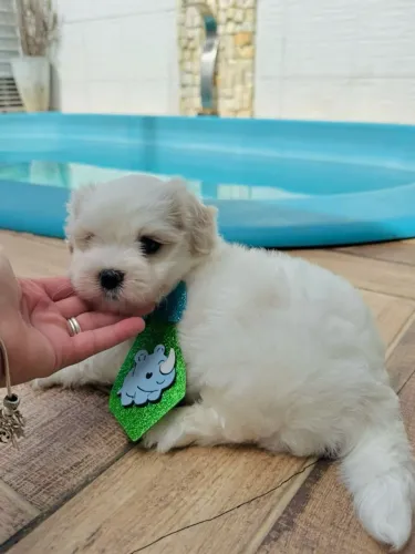 Lhasa apso macho - filhote