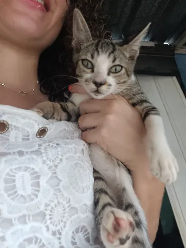 Gatinhas fêmeas para doação
