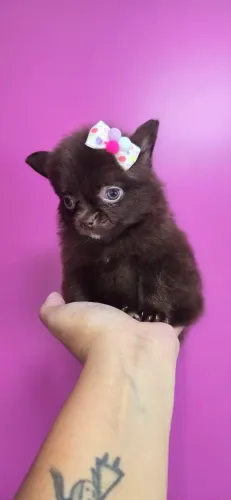 Fêmea de lulu da pomerania com chihuahua