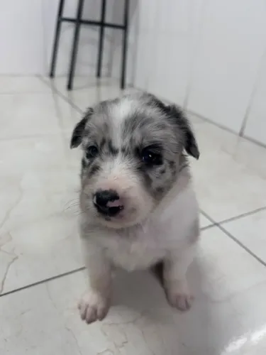 Border Collie filhote fêmea