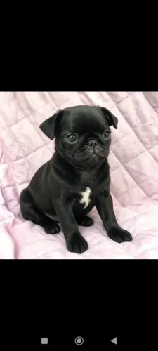 Filhote de pug macho
