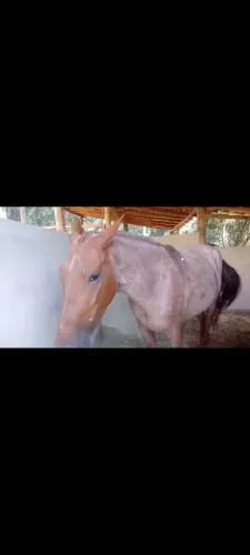 Cavalo