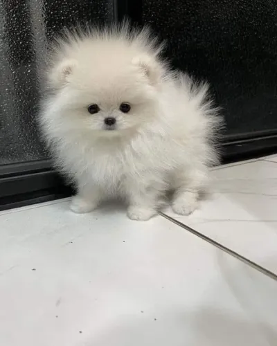 Filhotes de Spitz Alemão | Um cachorro cheio de boas energias.