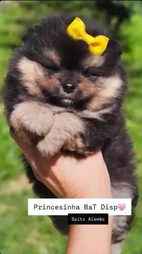 Spitz Alemão - Lulu da Pomerânia 