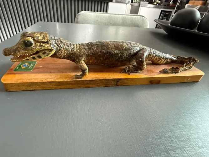 Souvenir Jacaré