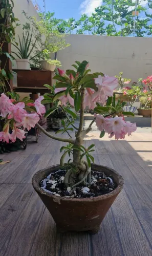 Plantas à Venda Beleza e Vida para o Seu Lar!