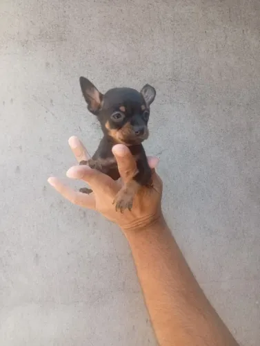Pinscher de Companhia