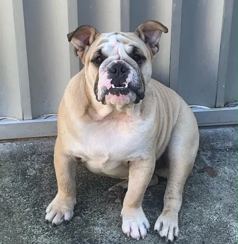 Bulldog inglês 
