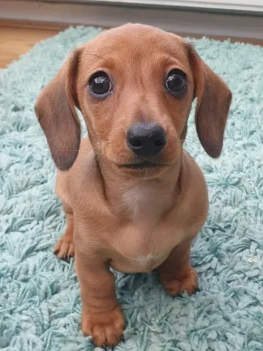 Dachshund Cativando Com Seu Jeito Especial
