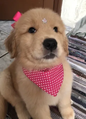 ?Filhotes de Golden Retriever com pedigree