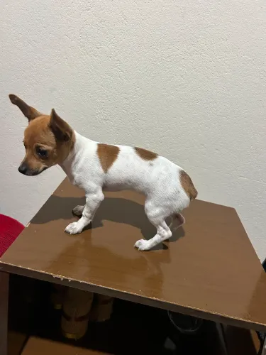 Pinscher zero fêmea
