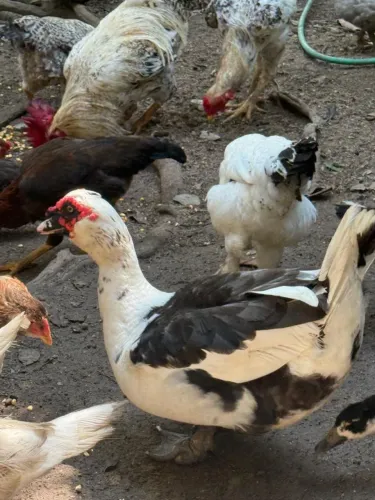 Vendo 1 Pato, 1 Pata e  4 filhotes 