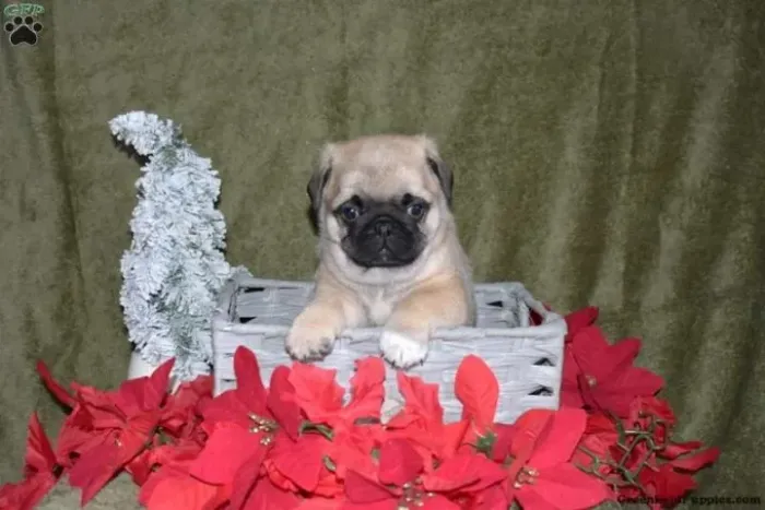 Pug Macho/Fêmea - Entrega Hoje